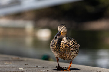 Female Mallard Duck Standing on a Dock by the Water
