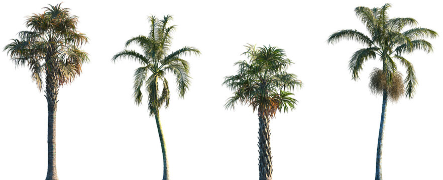 Set of 2 Sabal palmetto and 2 Bentinckia nicobarica frontal palms set isolated png on a transparent background perfectly cutout