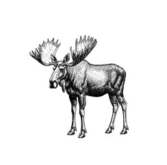 Obraz premium A dramatic outline of a moose highlighting its impressive antlers, ideal for designs and artwork centered around wildlife and nature