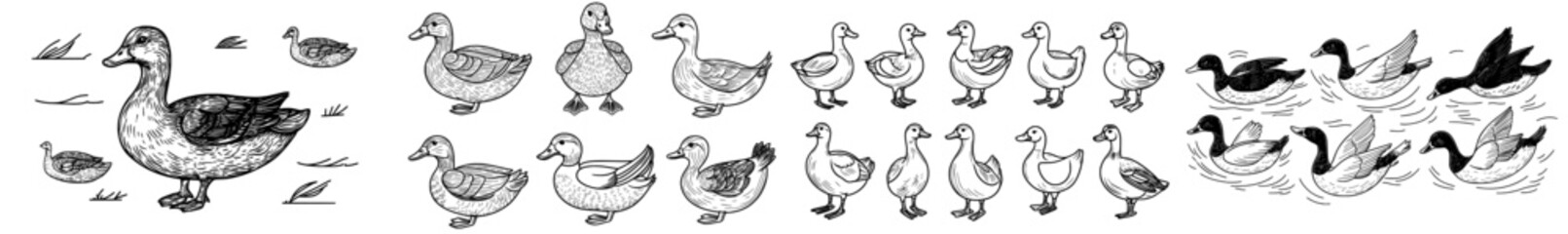 A compilation of duck outlines displaying diverse postures and designs, ideal for artwork, patterns, and environmental concepts