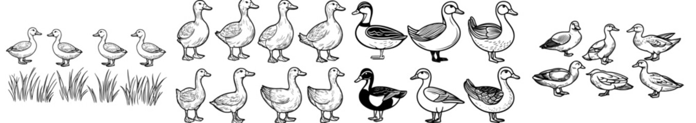 A compilation of black silhouette duck illustrations displaying diverse poses and styles, perfect for graphic design and nature themes