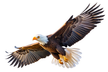 Obraz premium flying animal eagle bird isolated on white background PNG