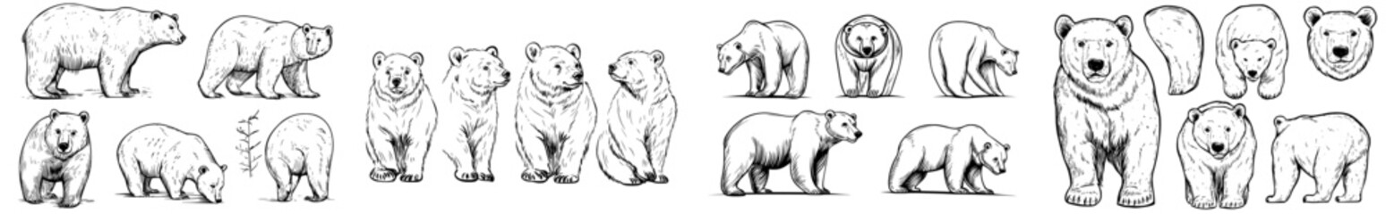 Fototapeta premium A compilation of bear outlines highlighting diverse species in assorted stances for utilization in graphic design or illustration