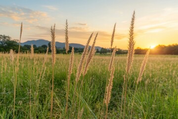 Obraz premium Golden sunset over a grassy field with tall grasses swaying gently in the wind