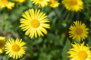 Doronicum orientale. yellow chamomile flowers close up. top view. Yellow flowers with long petals. a flowering flower bed in spring or summer. blooming season, wild flower, beauty in nature
