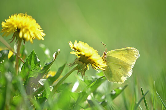 Fototapeta Gonepteryx rhamni. yellow butterfly on a dandelion flower collects nectar. insect in nature, natural habitat. close-up, macro photo. beautiful butterfly on a wild flower. natural background. spring