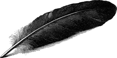 Vintage engraved feather quill illustration for historical writing and design