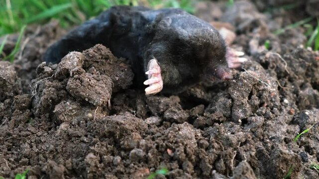 A mole is on the surface of molehill among green grass in the garden. Talpa europaea side view close-up. Dead animal with black fur. Garden pest concept. Lawn saving problems. High quality 4k footage.