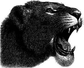 Fototapeta premium Roaring lion engraving detailed black and white wildlife art