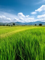 Fototapeta premium Serene Green Rice Paddies Under Blue Sky - Lush green rice fields stretch towards distant mountains under a vibrant blue sky dotted with fluffy white clouds. The evokes feelings of tranquility