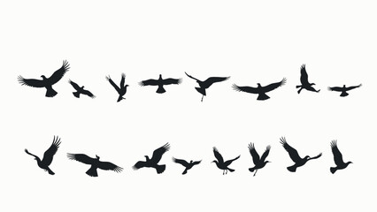 flock of birds