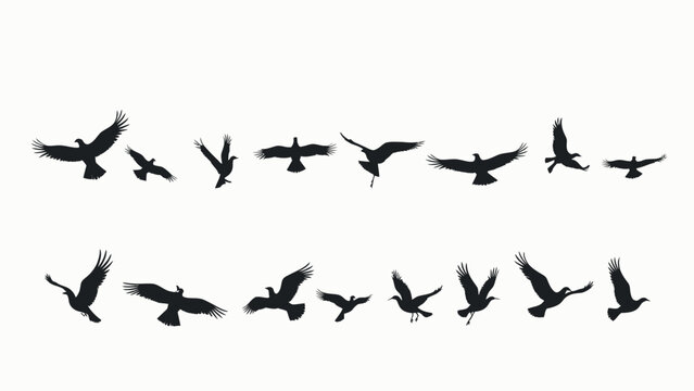 flock of birds