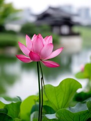 Obraz premium Serene Pink Lotus Blossom - A single, delicate pink lotus flower in full bloom, elegantly rising from lush green leaves. Peaceful and serene