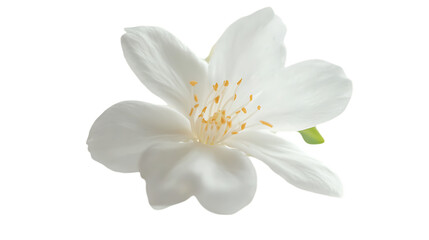 Fototapeta premium white magnolia flower