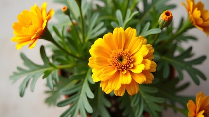 Fototapeta premium Vibrant yellow flowers in full bloom, showcasing their intricate petals and bright green leaves.
