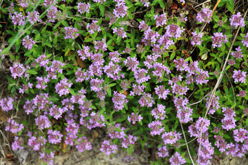 Thyme (Thymus serpyllum) blooms in nature