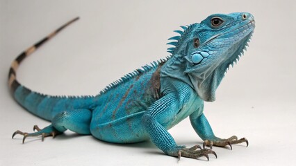 Obraz premium Blue Iguana on studio background 