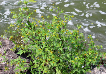 Bidens frondosa grows in nature