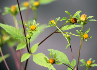 Bidens frondosa grows in nature