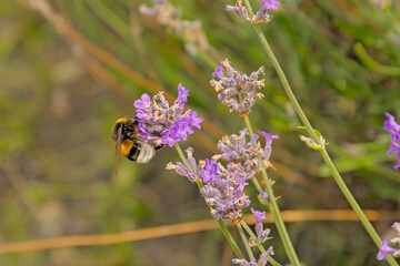 Bumblebee on a lavender flower, selective focus. bombus - lavandula. 