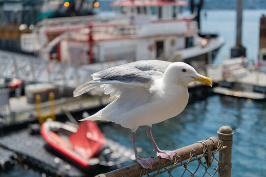 Sea gull bird. Fauna and nature. Seagull bird observing the water. Sea gull with beak and feather. Seagull sitting outdoor. A lonely seagull at the sea. Seagull near water. Nature of birds