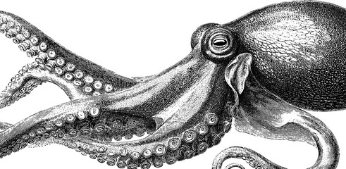 Intricate vintage octopus illustration with detailed tentacles and textured skin.