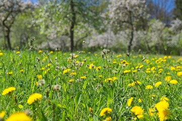 meadow with dandelion flowers in spring in thuringia