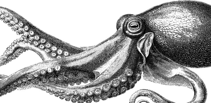 Intricate vintage octopus illustration with detailed tentacles and textured skin.