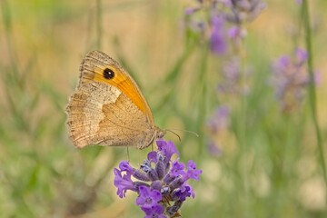  Butterfly on a laveneder flower, selective focus. bombus - lavandula / Maniola jurtina 