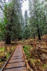 Western Red Cedar Trees (Thuja plicata) in the Hobo Cedar Grove Botanical Area, ID