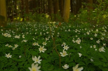 wood anemone flowers in a forest in spring