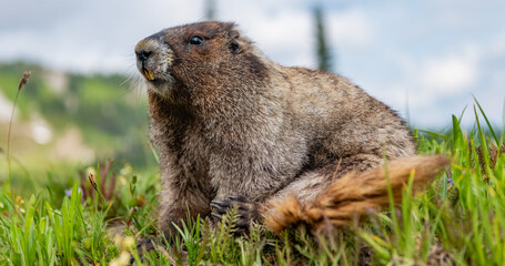 Groundhog at zoo. Rodent animal woodchuck. Rodent marmot animal. Marmot capybara. Marmot wild largest rodent. Woodchuck rodent. South American capybara. Wild animal in nature. Relaxed capybara