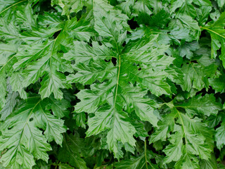 belles et grandes feuilles d'Acanthus mollis en gros plan. 
Fond, arrière plan