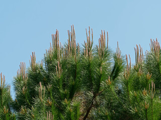 Pin en gros plan et ciel bleu