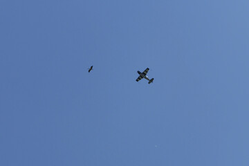 petit avion et oiseau volants dans un ciel bleu