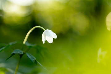 macro photo of  beautiful alone isolated spring primrose in the forest against the backdrop of the...