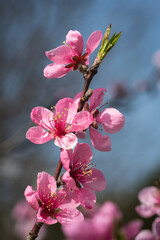 close up of a pink colored peach tree blossoms