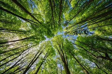 An Exquisite and Beautiful Scenic Canopy View of Lush Green Trees Beneath a Bright Blue Sky