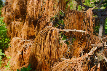 Dry Pine Tree Branches with Withering Needles in a Forest Scene. Brown pine tree branches displaying withered needles in a natural forest environment, illustrating the cycle of life and decay. The sce