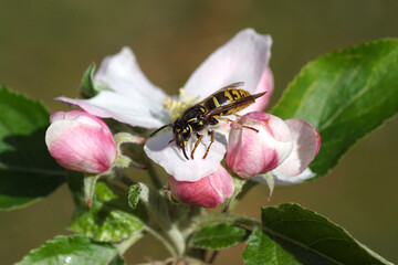 Queen of a common wasp (Vespula vulgaris) on white flowers of the apple tree. Spring, Netherlands, April