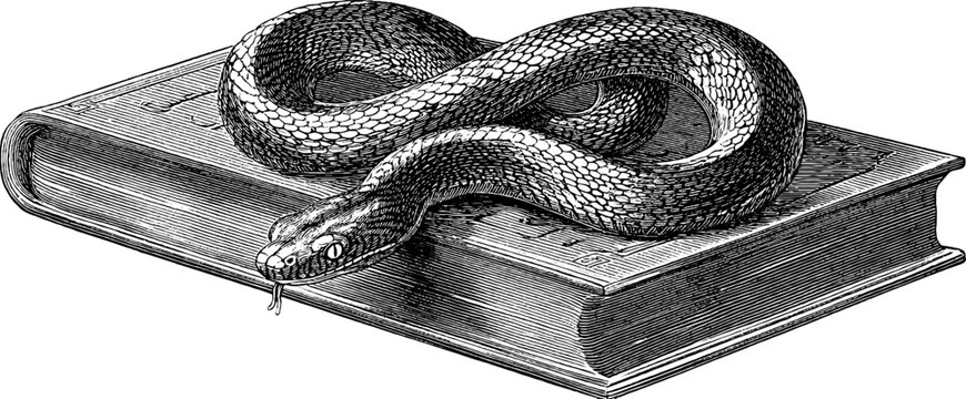 Engraved illustration of serpent curled around a book for artistic design