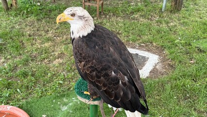Aquila reale in un campo