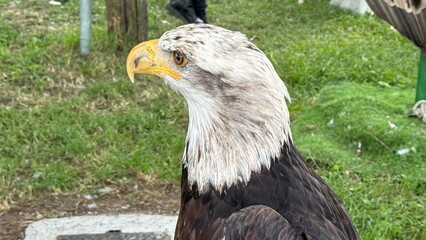 Aquila reale da vicino in un campo