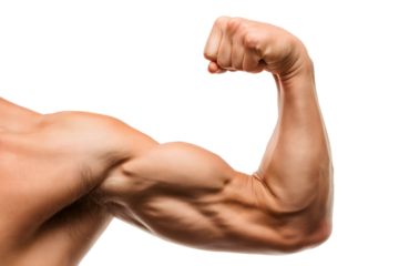 Muscular Male Arm Flexing Biceps Isolated on Transparent Background, Cut Out. PNG for Fitness and Medical Use