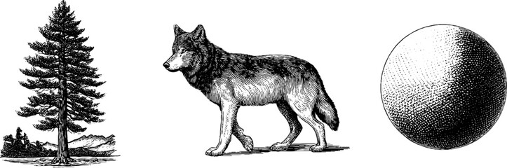 Fototapeta premium Engraved nature set featuring wolf, moon, and pine tree for art and design