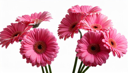 beautiful pink gerber daisies flowers isolated on transparent background