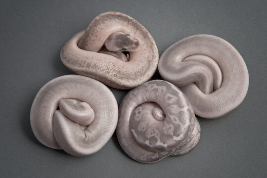 Baby ball pythons on grey background