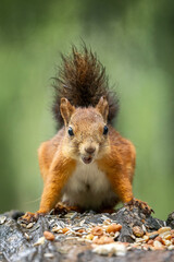 squirrel in the forest