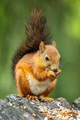 squirrel eating nut