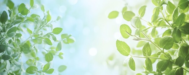 Fototapeta premium Delicate springtime leaves in soft pastel light.